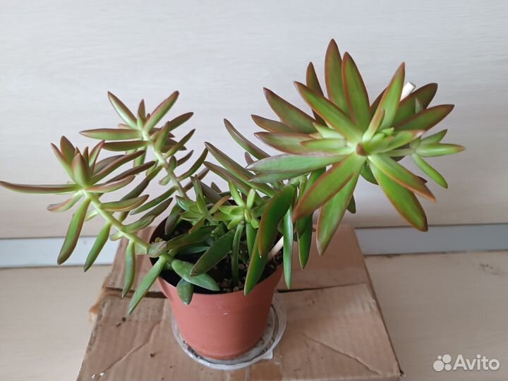 Седум Адольфа