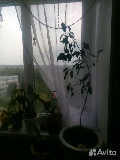 Фикус Бенджамина