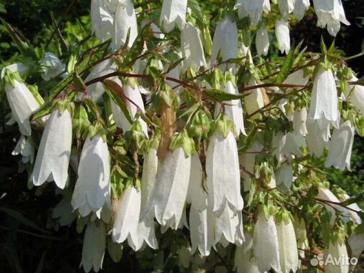 Многолетники для цветника