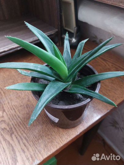 Растения комнатные продам