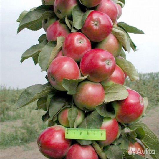 Саженцы Яблоня Колоновидная Есения
