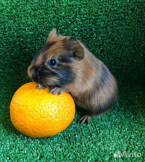 Морские свинки. Девочки. 1 мес