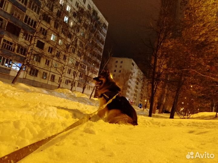 В добрые руки