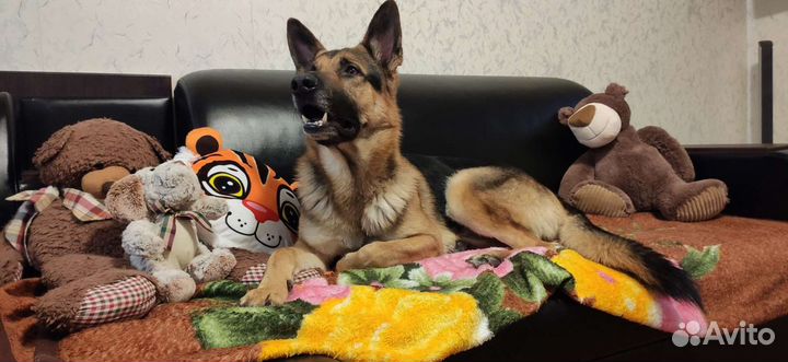 Немецкая овчарка вязка