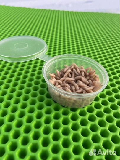 Опарыш оптом