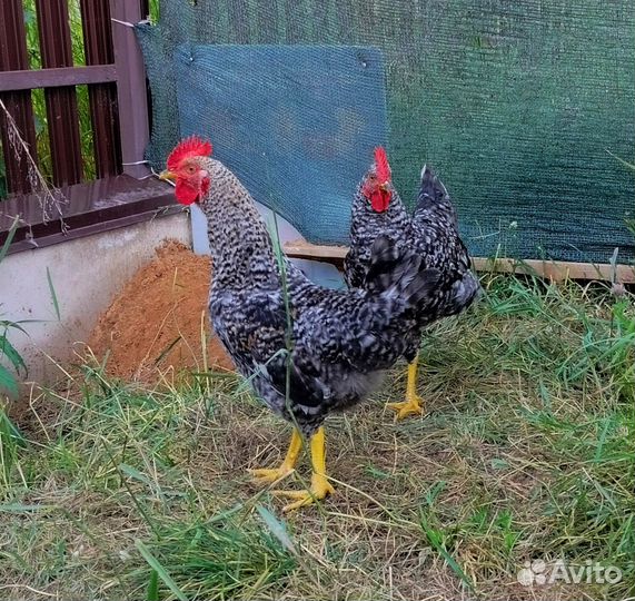 Петух Доминант