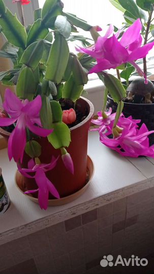 Декабрист шлюмбергера розовый-красный