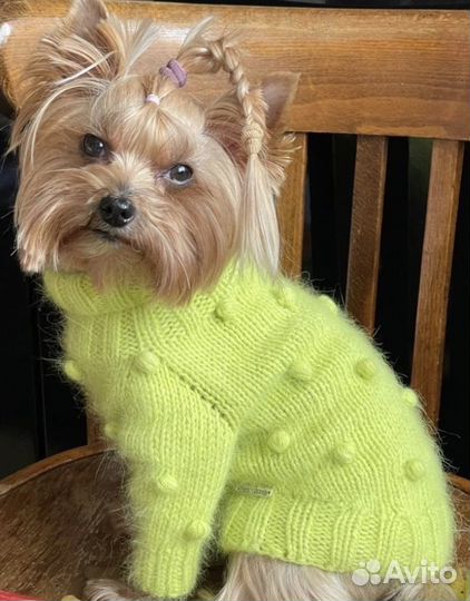 Одежда для собак маленьких пород