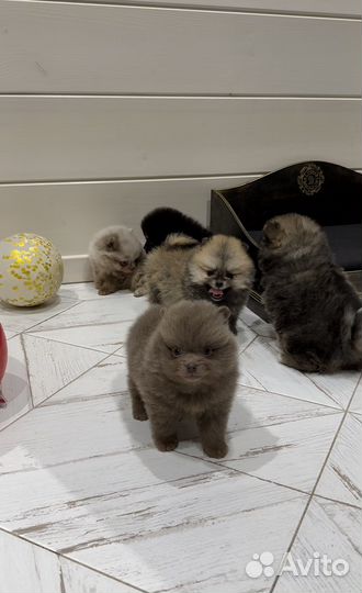 Банда из померанских шпицев