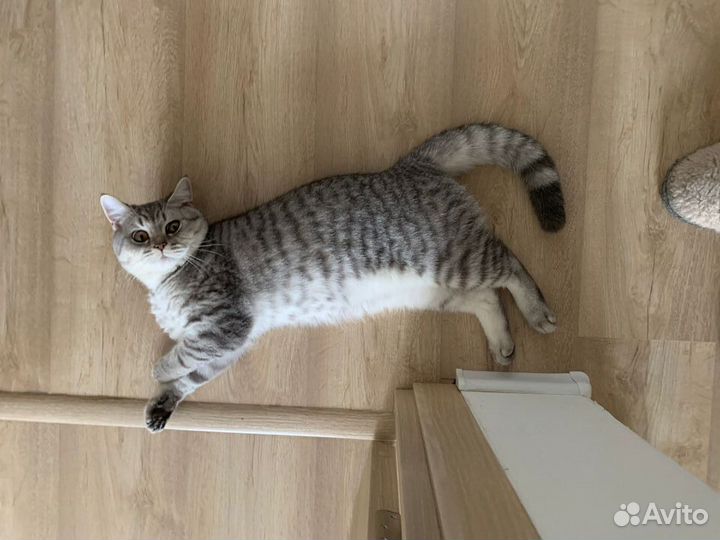 Вязка кот британская шиншилла