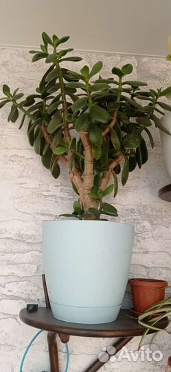 Хлорофитум