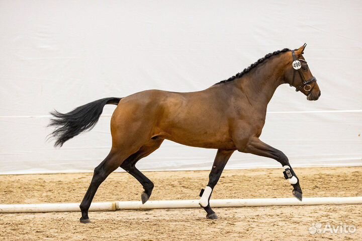 Kwpn Жеребец на случку