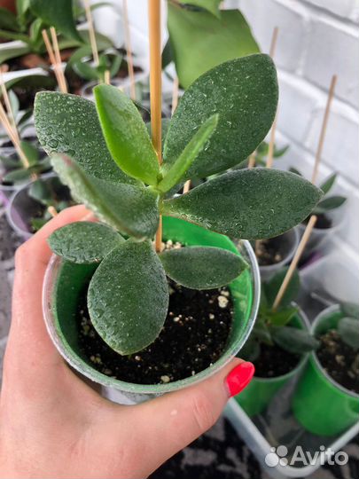 Крассула Толстянка Деревовидная Денежное дерево