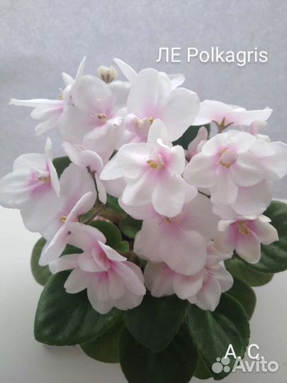 Детки сортовых фиалок