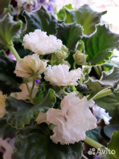 Фиалки сортовые,махровые