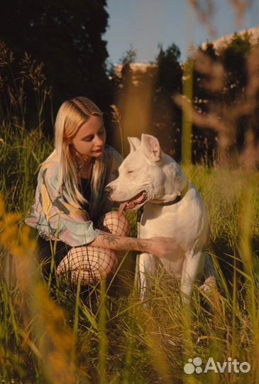 Собака для фотосессии