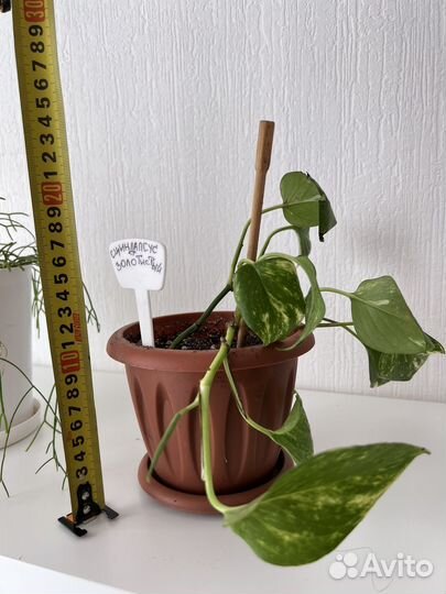 Цветы комнатные