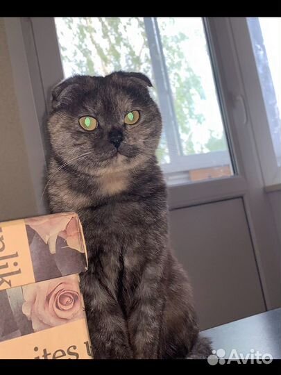 Шотландская