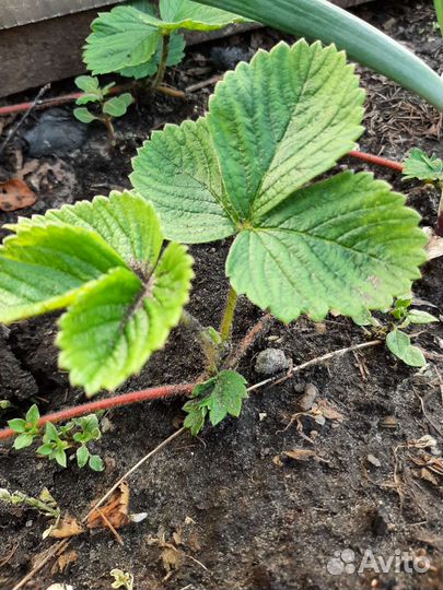 Рассада, малины клубники Азия, Купчиха и др