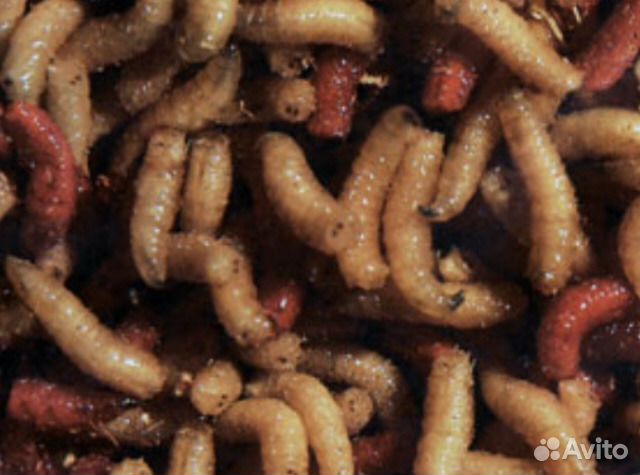 Опарыш рыболовный