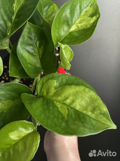 Эпипремнумы