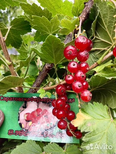 Саженцы смородины