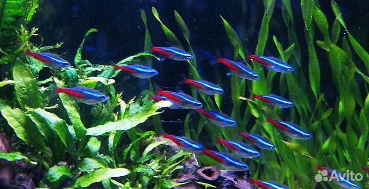 Неон голубой. Неон красный. Аквариум. Коряга