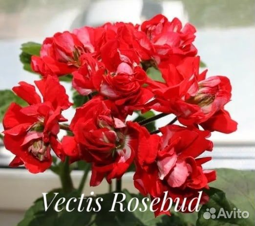 Сортовые пеларгонии