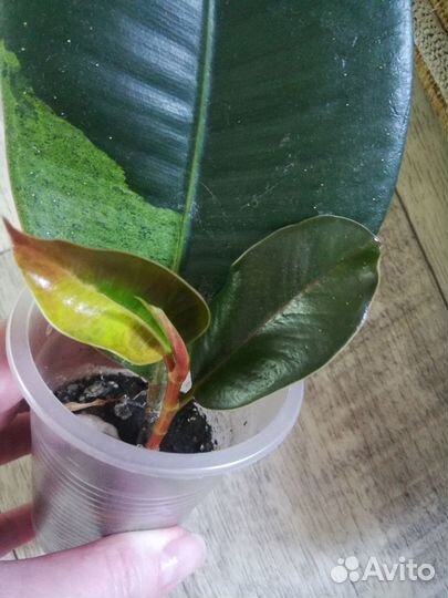 Фикус шривериана