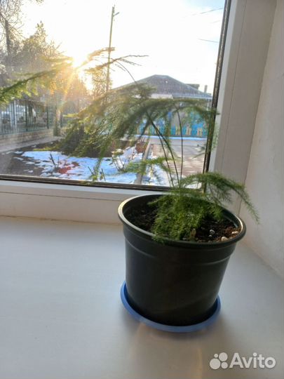 Комнатные цветы аспарагус перистый