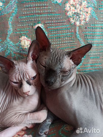 Канадский сфинкс