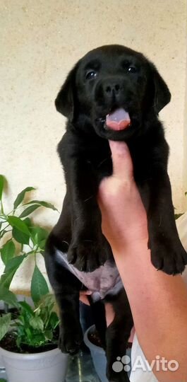 Щенки лабрадора
