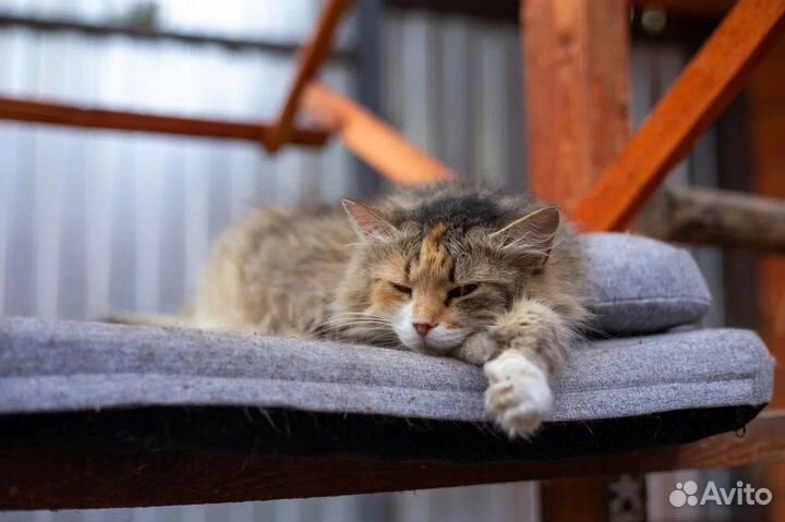 Кошка в дар бесплатно