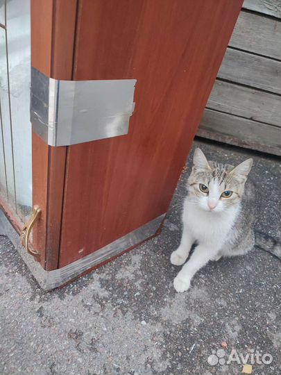 Котята и их мама