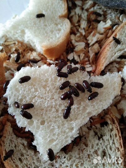 Жук знахарь