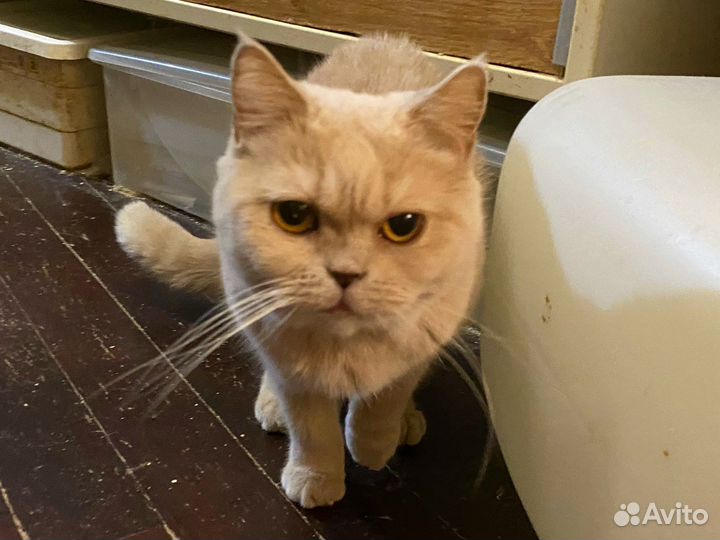 Кошки в добрые руки бесплатно