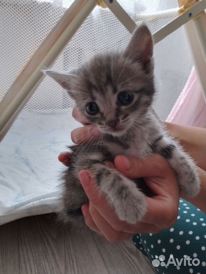 Котенок