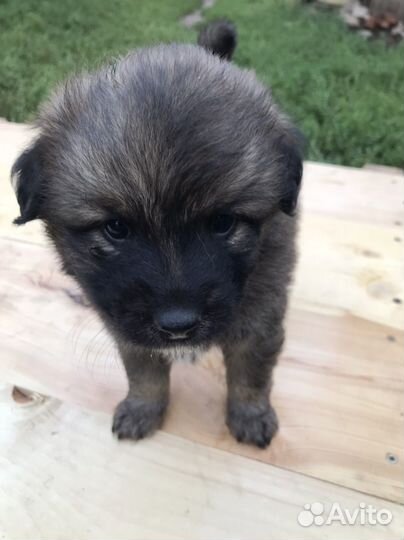 Отдам бесплатно щенки