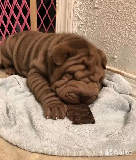 Лучшие щенки шарпея