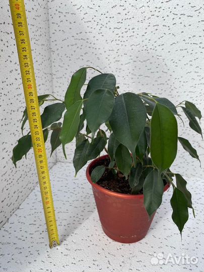 Бенджамина фикус