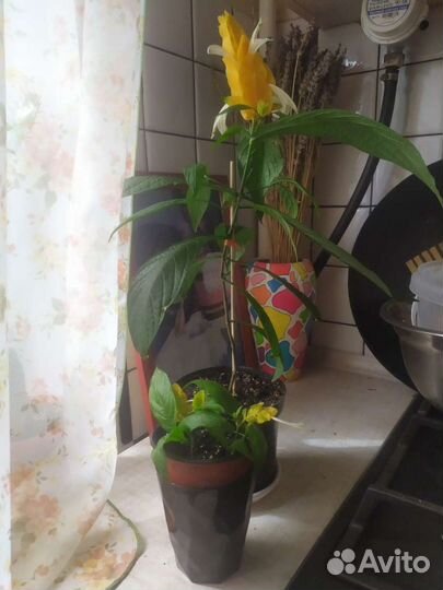 Пахистахис