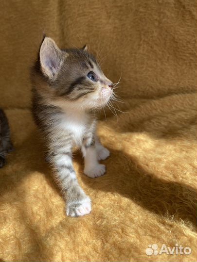 Отдам котят в добрые руки