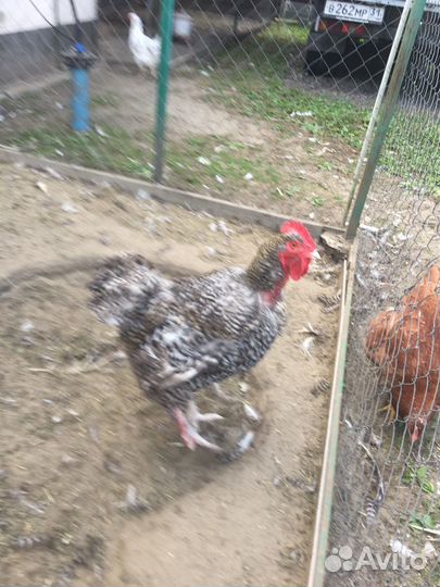 Продаются куры