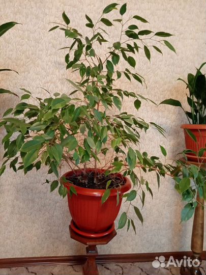 Фикус бенджамина пестролистный