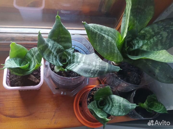 Сансевиерия