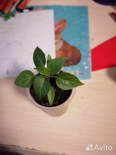 Перец комнатный острый