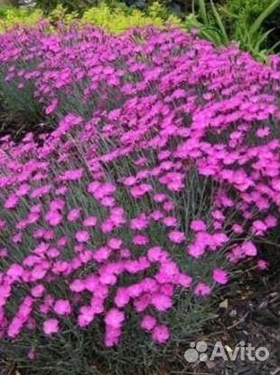 Ромашка голубая, Смолка, Армерия, Сентябринка