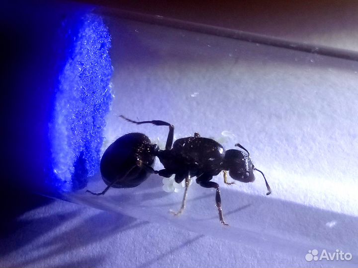 Муравьи жнецы Messor structor + муравьи 15-20 шт