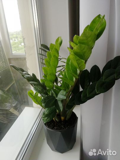 Замиокулькас