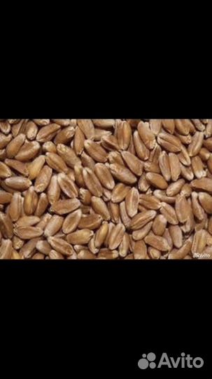Пшеница